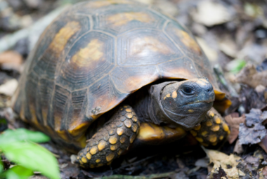 yellow footed tortoise