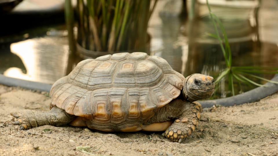 ideas for tortoise enclosures