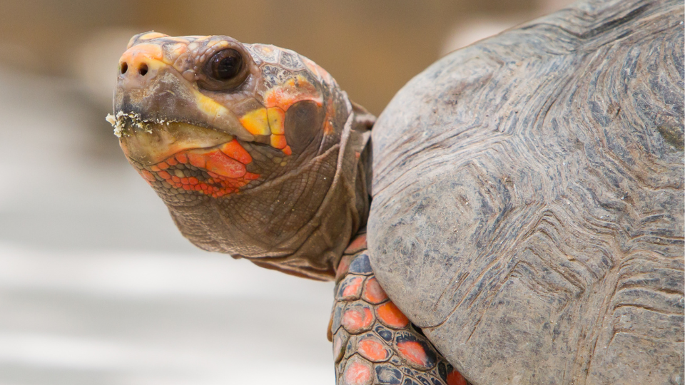 cherry head tortoise red footed turtle
