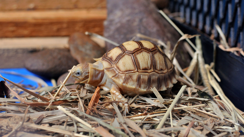 russian tortoise enclosure