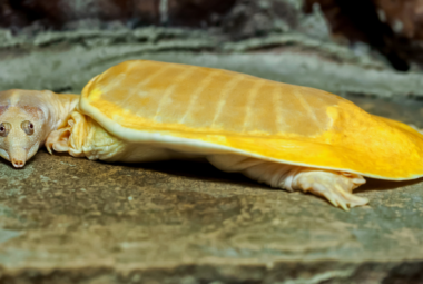 albino softshell turtle