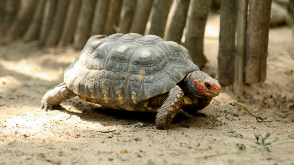 desert tortoise enclosure