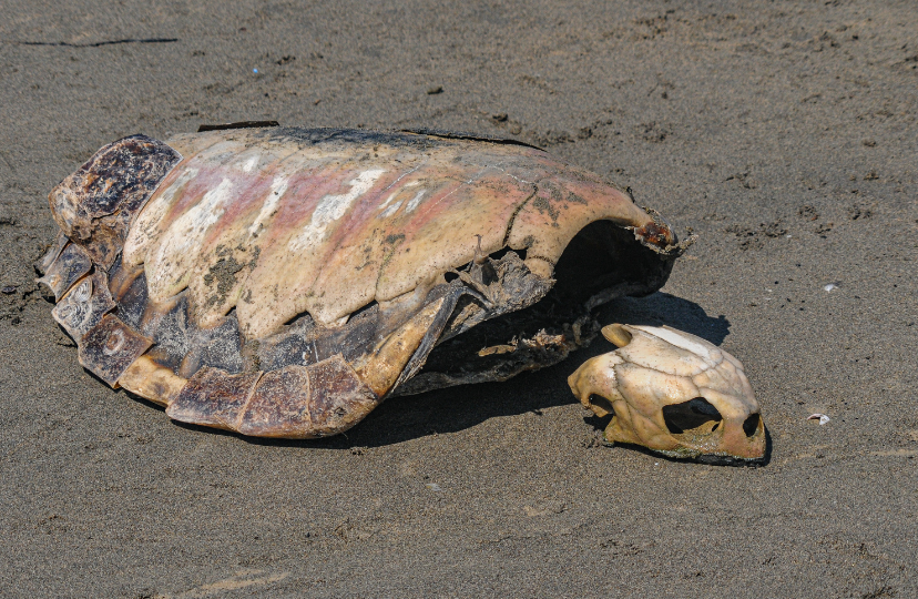 sea turtle skeleton
