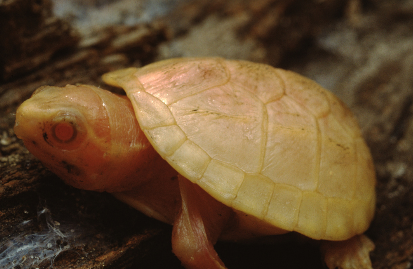 albino sea turtle