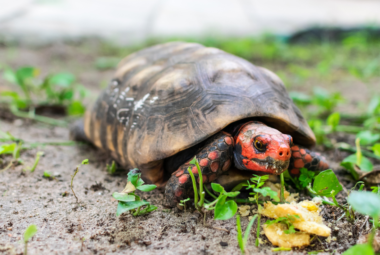 cherry head tortoise red footed turtle