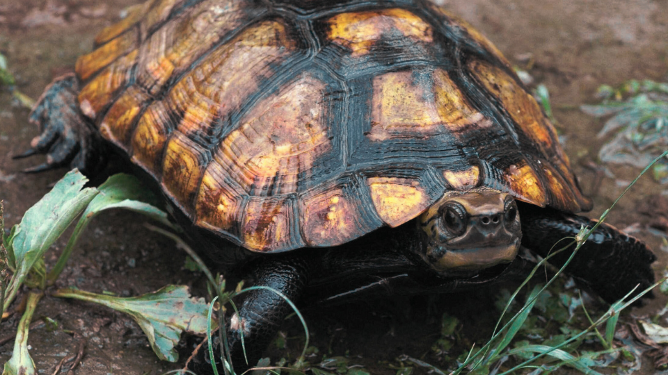 Japanese Turtle: the Zen Aquatic Life - Turtle Health Hub