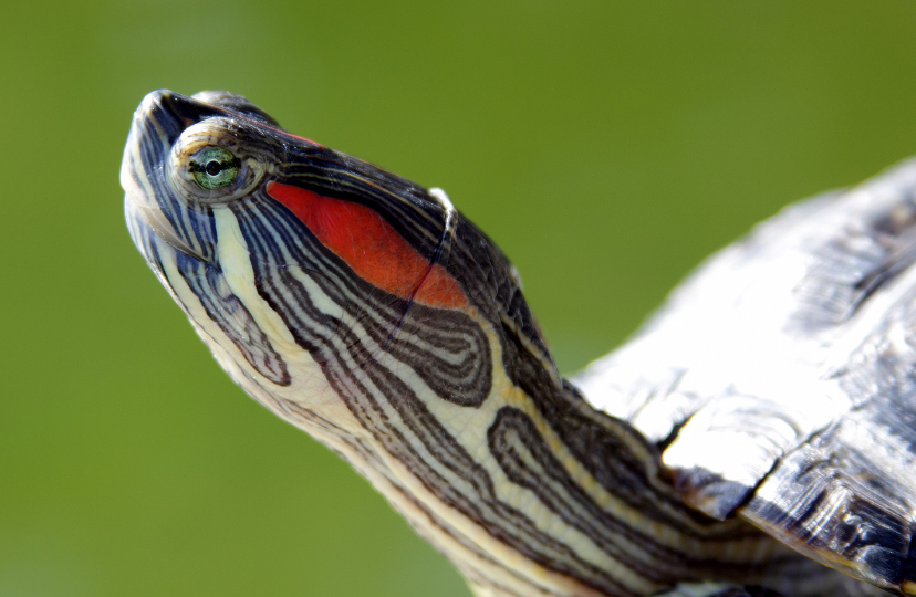 lifespan of red eared slider