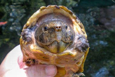 loggerhead musk turtle