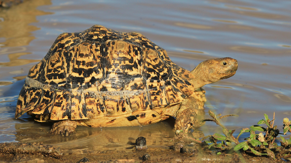 Can Tortoises Swim? An Enthusiast's Dive into The Mystery - Turtle ...