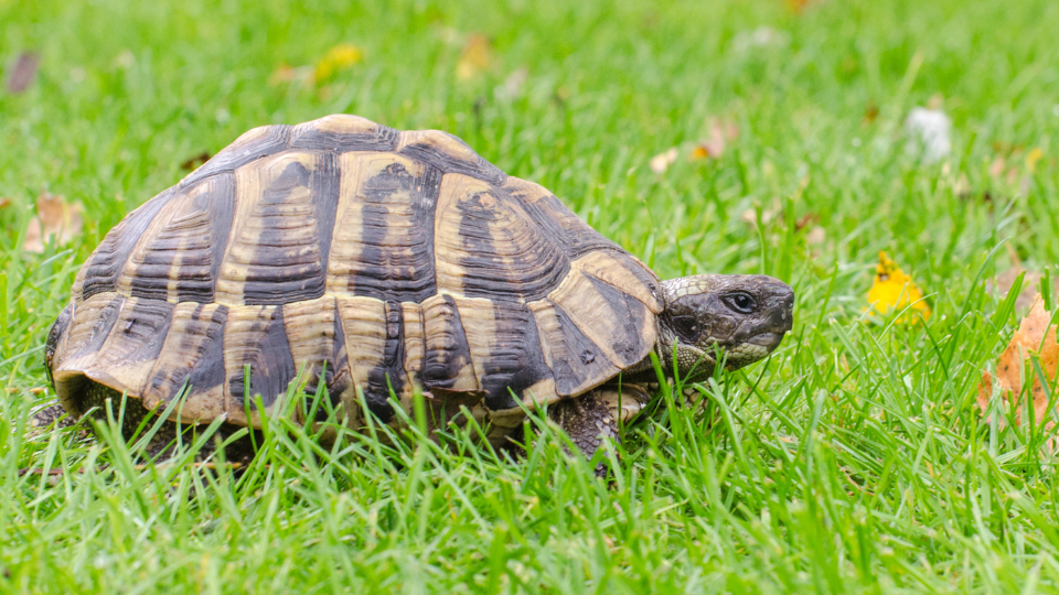 Marginated Tortoise: an exquisite pet who might outlive you! - Turtle ...