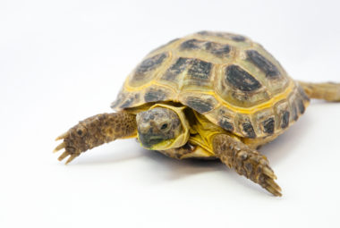 russian tortoise for sale