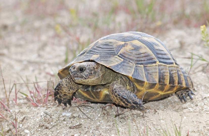tortoise marginated
