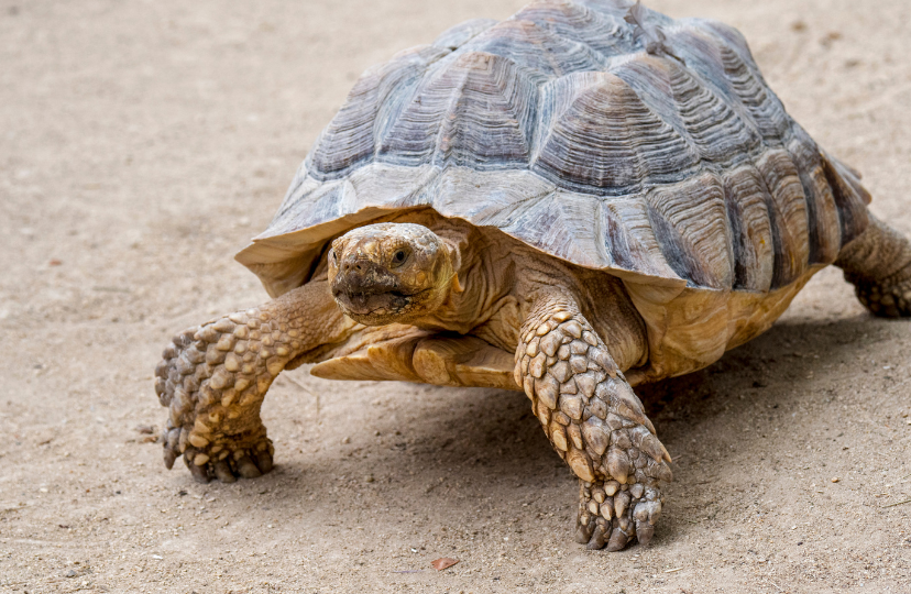 baby sulcata tortoise