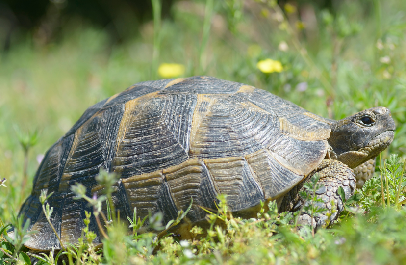 marginated tortoise