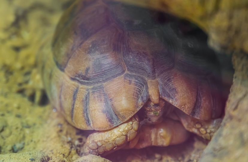 when tortoises hibernate