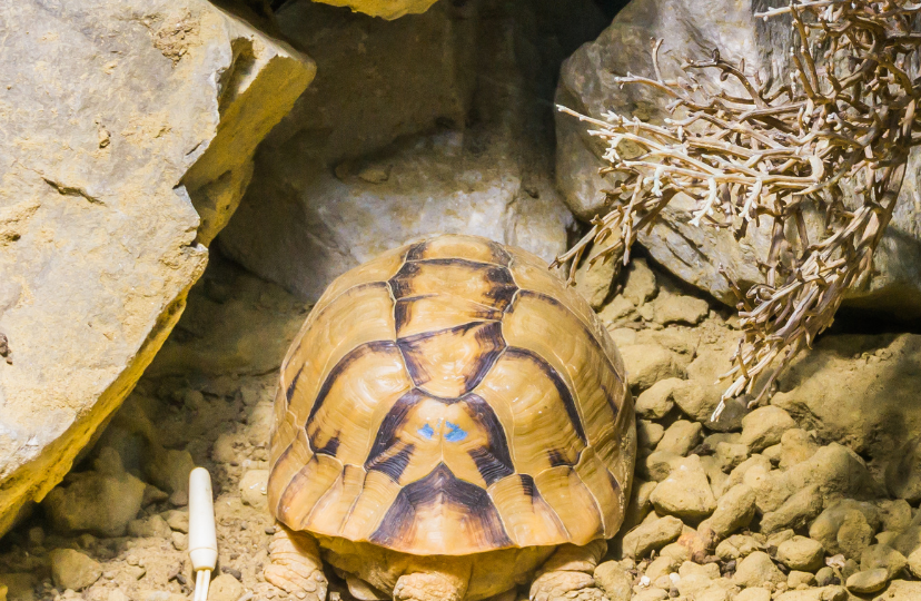 when does tortoise hibernate