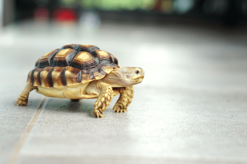 baby sulcata tortoises