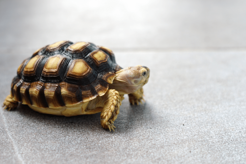 baby sulcata tortoises