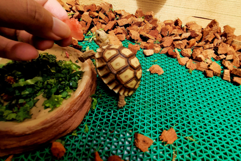 6 month old sulcata tortoise