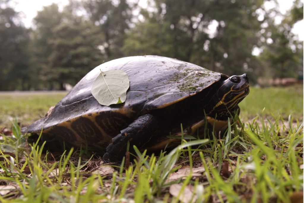 How Large Can Peninsula Cooters Grow? - Turtle Health Hub