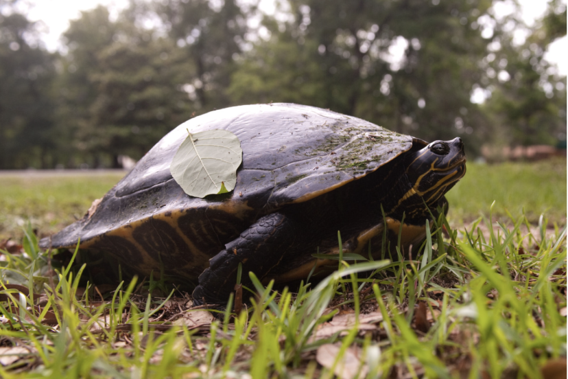 Peninsula Cooter