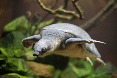 river fly turtle