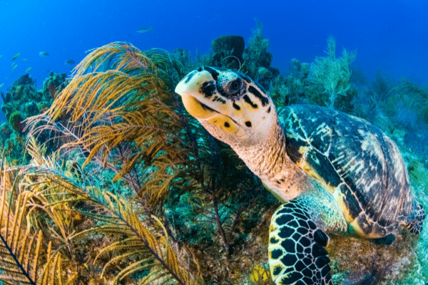 Turtles Holding Their Breath