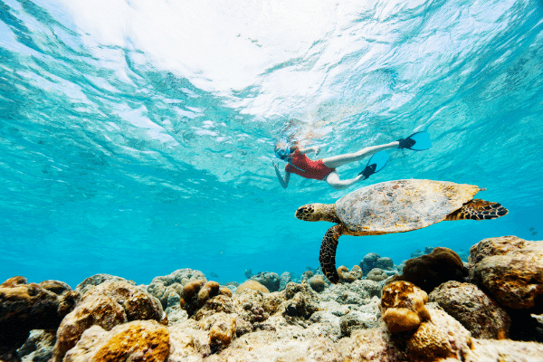 How Long Can Turtles Hold Their Breath